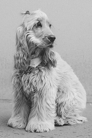 Frida Dottie Illmeyer
