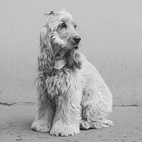 Frida Dottie Illmeyer